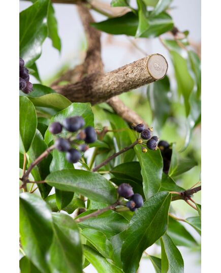 Секатор B+/L GARDENA (08702-20.000.00) (уп.5), изображение 4