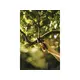 Секатор контактный FISKARS PowerStep с храповым механизмом, изображение 10